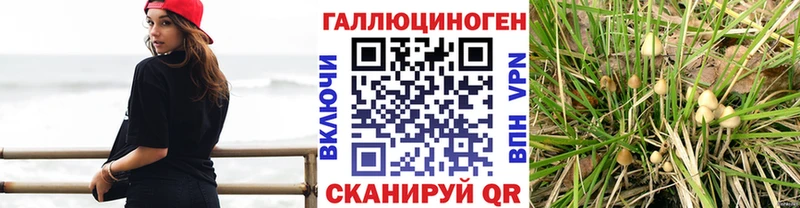 Купить где  Аша  Псилоцибиновые грибы прущие грибы 